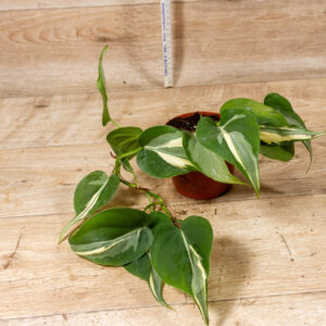 Philodendron hederaceum 'Rio' 003C WYSIWYG