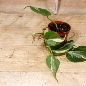 Philodendron hederaceum 'Rio' 004C WYSIWYG