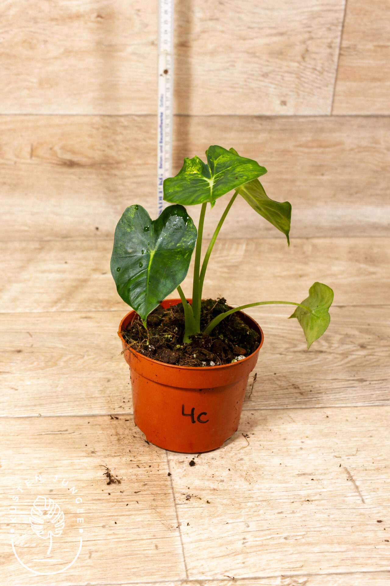 Alocasia Frydek Round Leaf Aurea/Alocasia Meclizine Aurea 004C WYSIWYG - Image 2