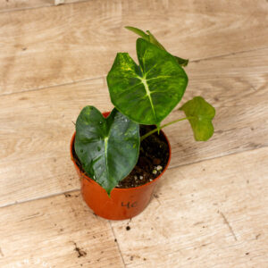 Alocasia Frydek Round Leaf Aurea/Alocasia Meclizine Aurea 004C WYSIWYG