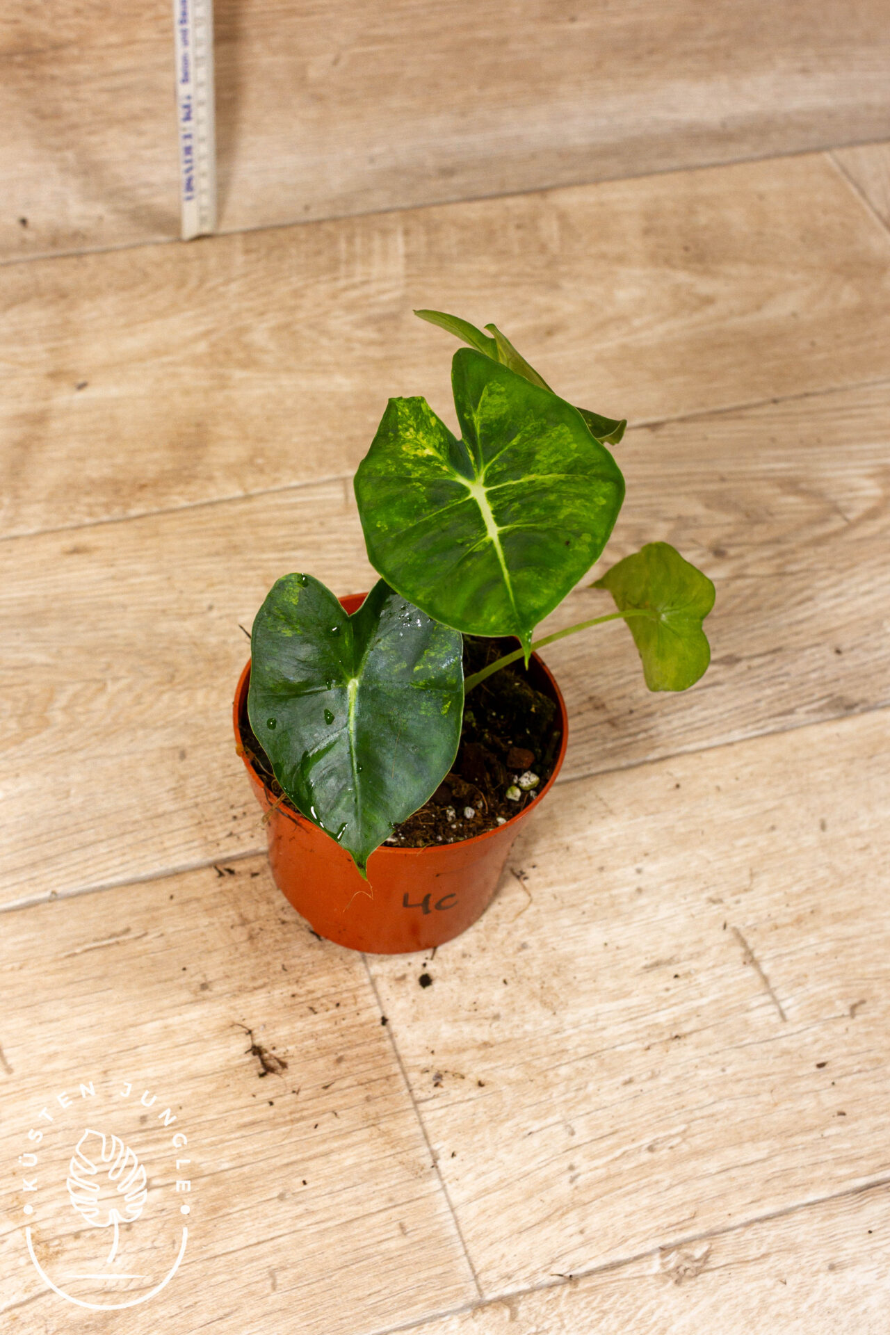 Alocasia Frydek Round Leaf Aurea/Alocasia Meclizine Aurea 004C WYSIWYG