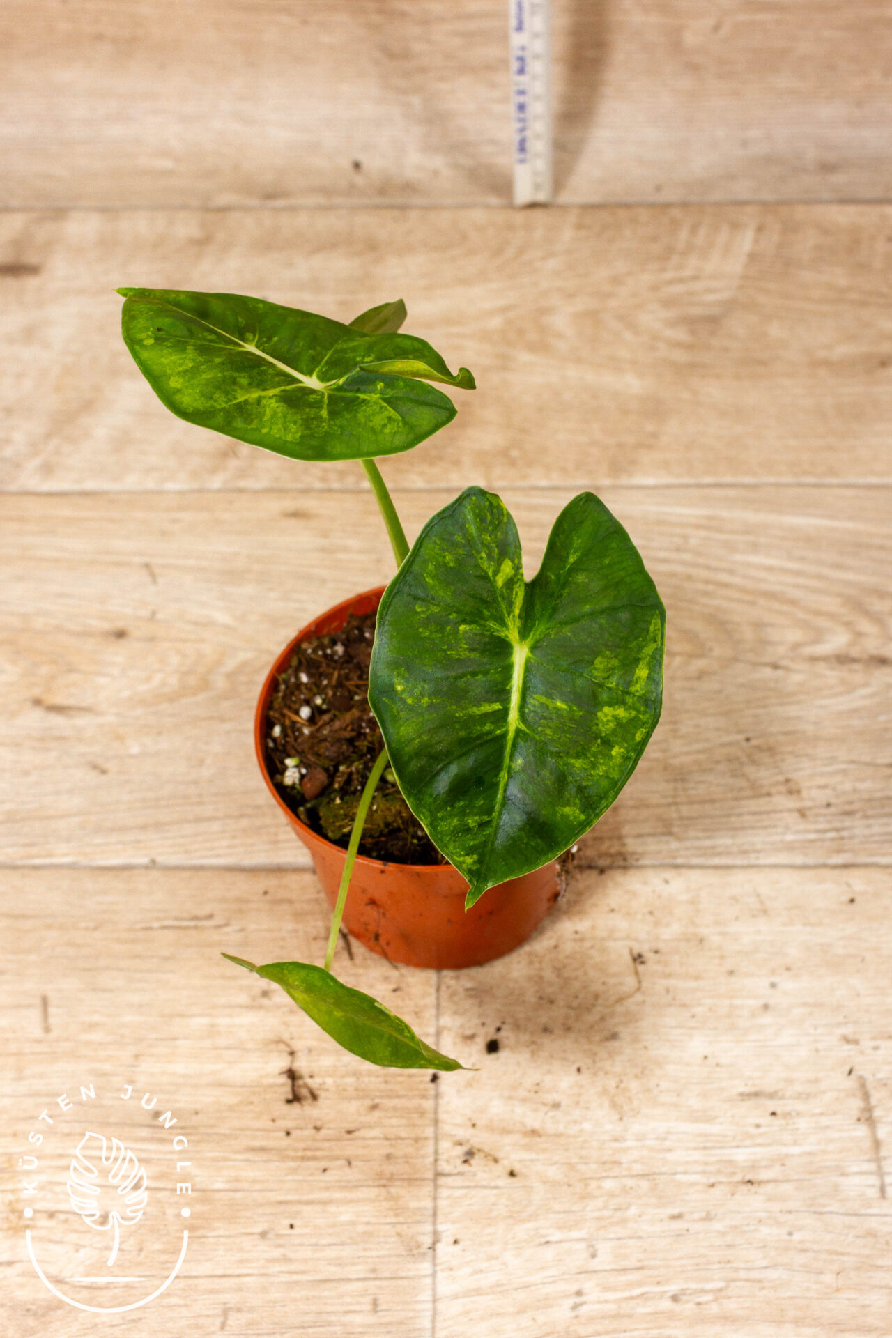 Alocasia Frydek Round Leaf Aurea/Alocasia Meclizine Aurea 004C WYSIWYG - Image 3