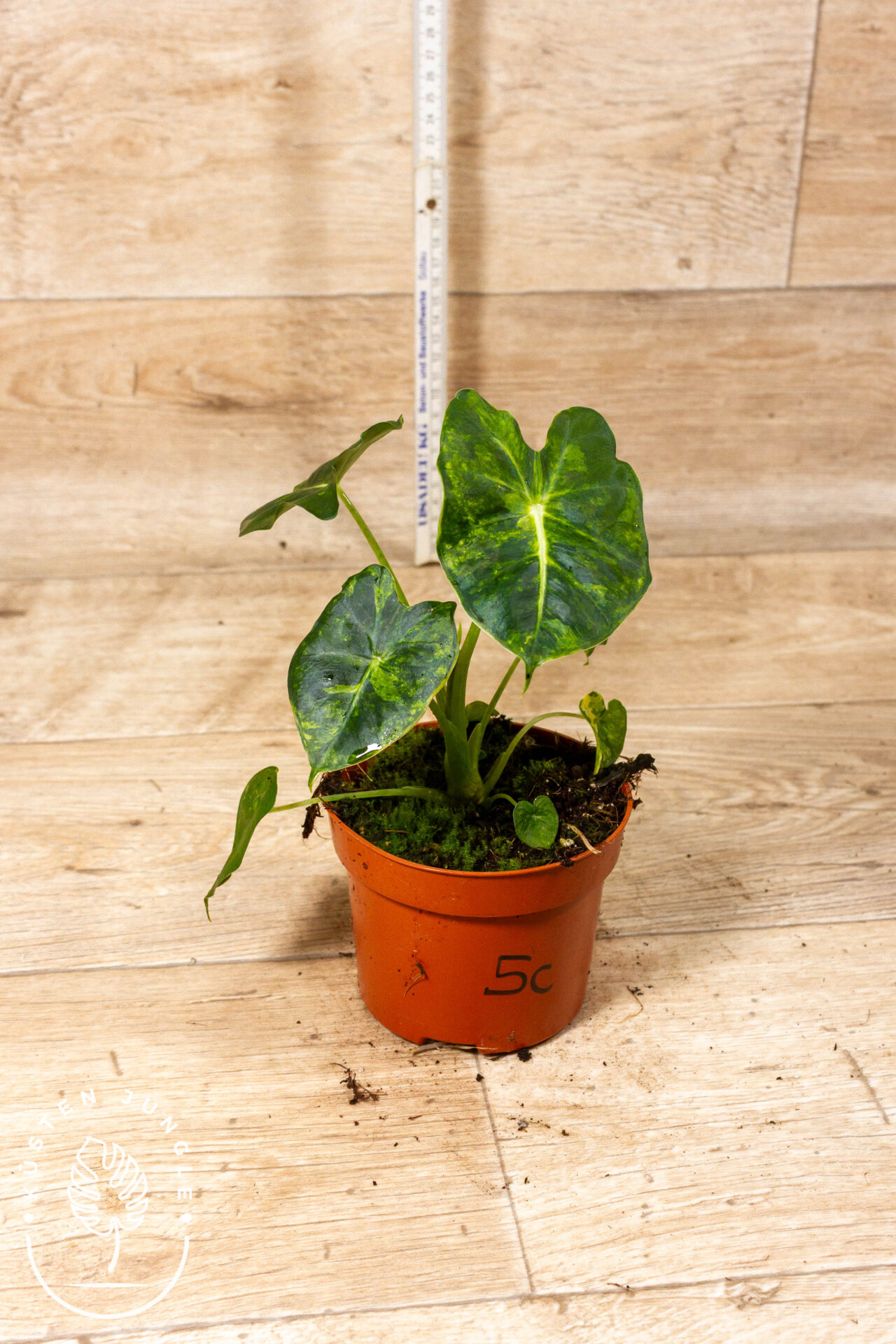 Alocasia Frydek Round Leaf Aurea/Alocasia Meclizine Aurea 005C WYSIWYG – Bild 2