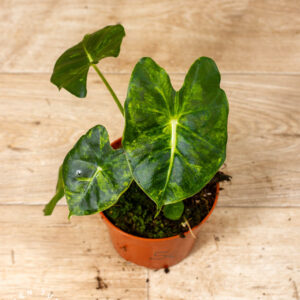 Alocasia Frydek Round Leaf Aurea/Alocasia Meclizine Aurea 005C WYSIWYG