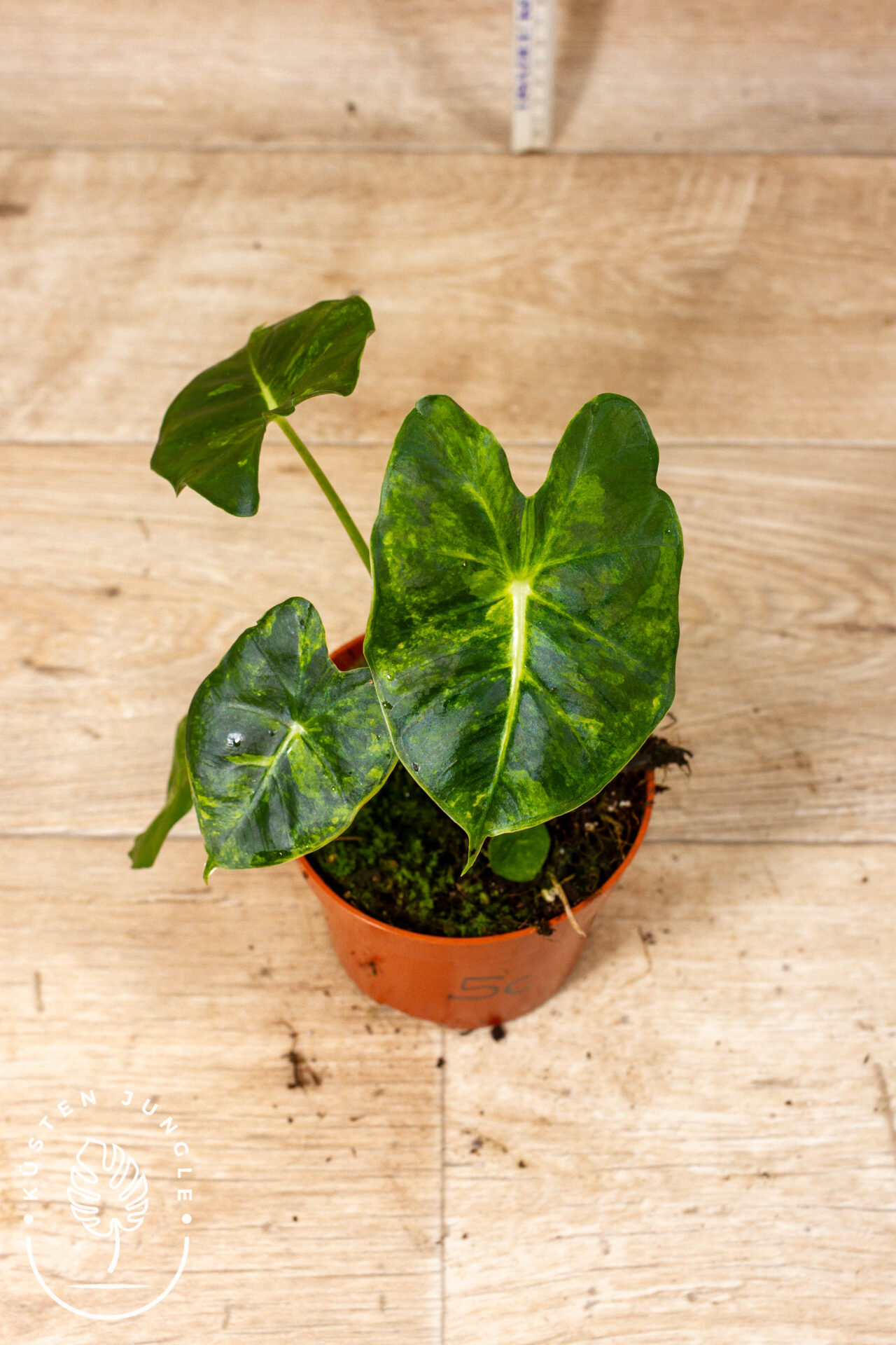 Alocasia Frydek Round Leaf Aurea/Alocasia Meclizine Aurea 005C WYSIWYG
