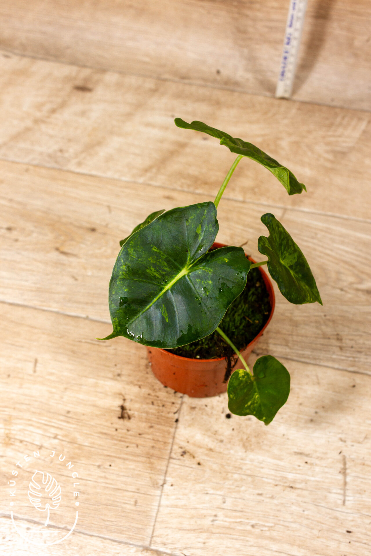 Alocasia Frydek Round Leaf Aurea/Alocasia Meclizine Aurea 005C WYSIWYG – Bild 3