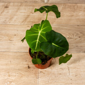 Alocasia Frydek Round Leaf /Alocasia Meclizine 001C WYSIWYG
