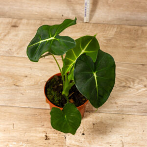 Alocasia Frydek Round Leaf /Alocasia Meclizine 002C WYSIWYG