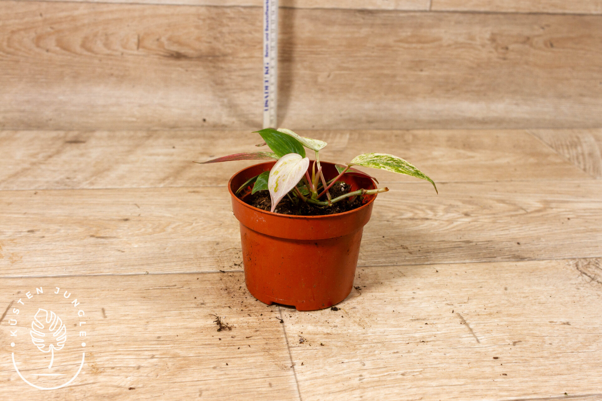 Philodendron micans marble variegata 001C WYSIWYG - Image 2