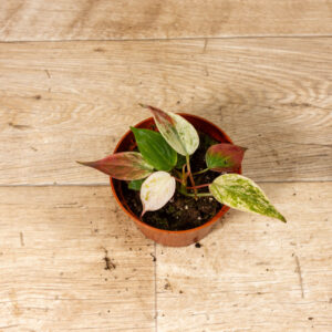Philodendron micans marble variegata 001C WYSIWYG