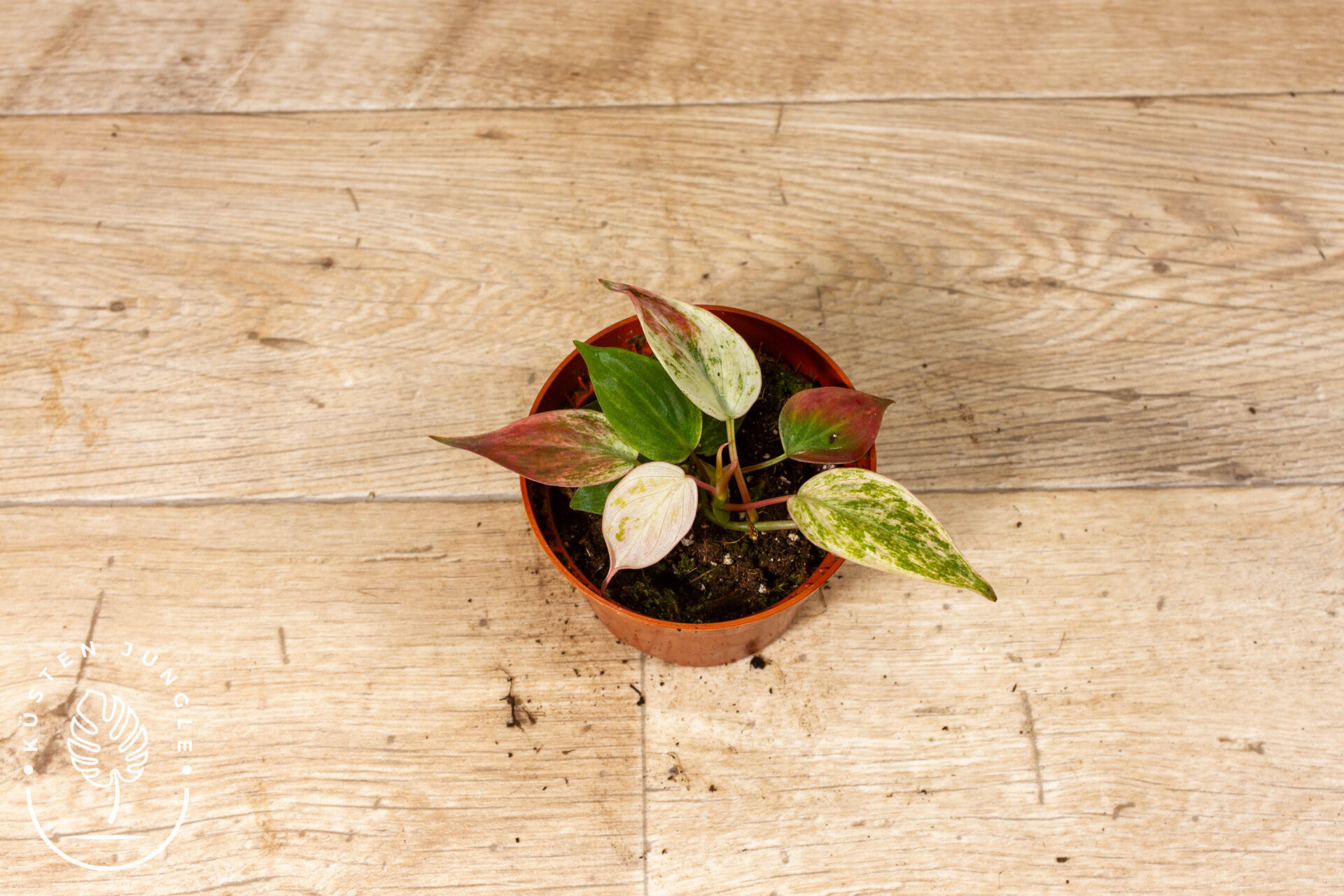 Philodendron micans marble variegata 001C WYSIWYG