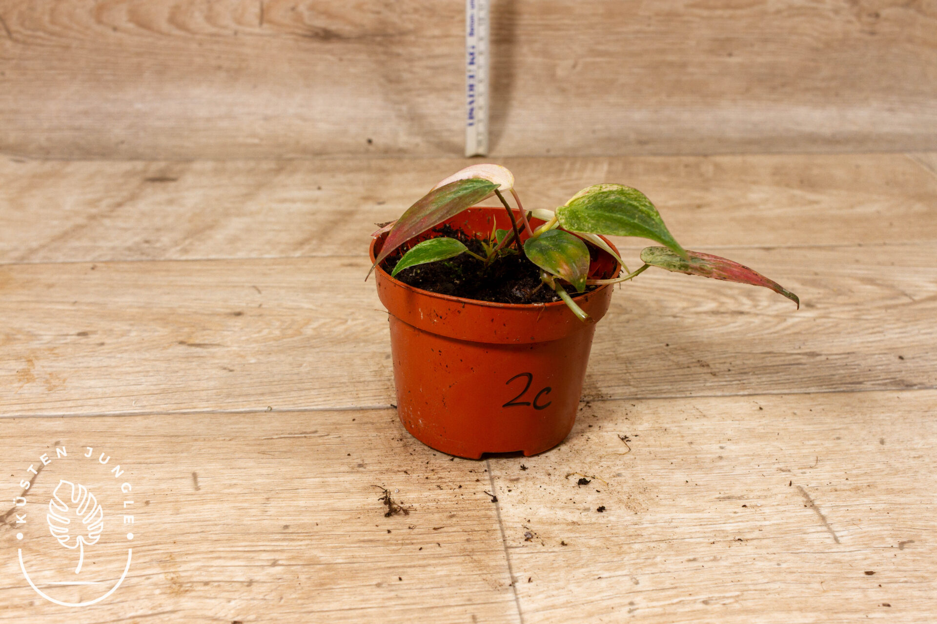 Philodendron micans marble variegata 002C WYSIWYG – Bild 2