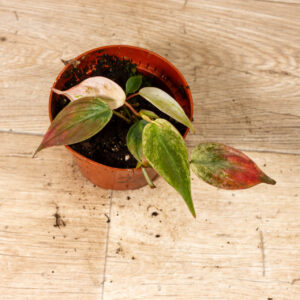 Philodendron micans marble variegata 002C WYSIWYG