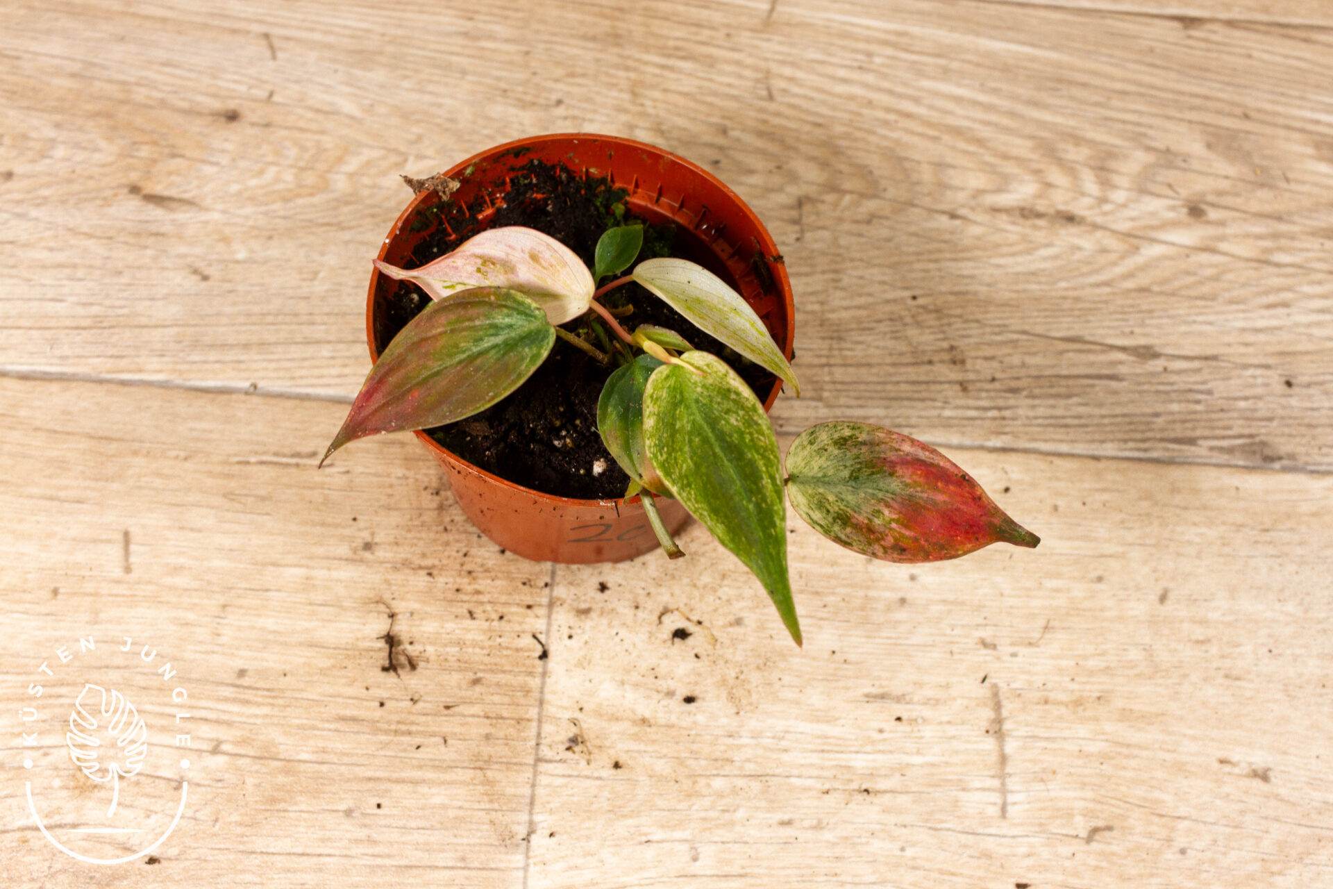 Philodendron micans marble variegata 002C WYSIWYG