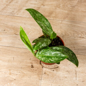 Rhaphidophora Elliptica Mint 001C WYSIWYG