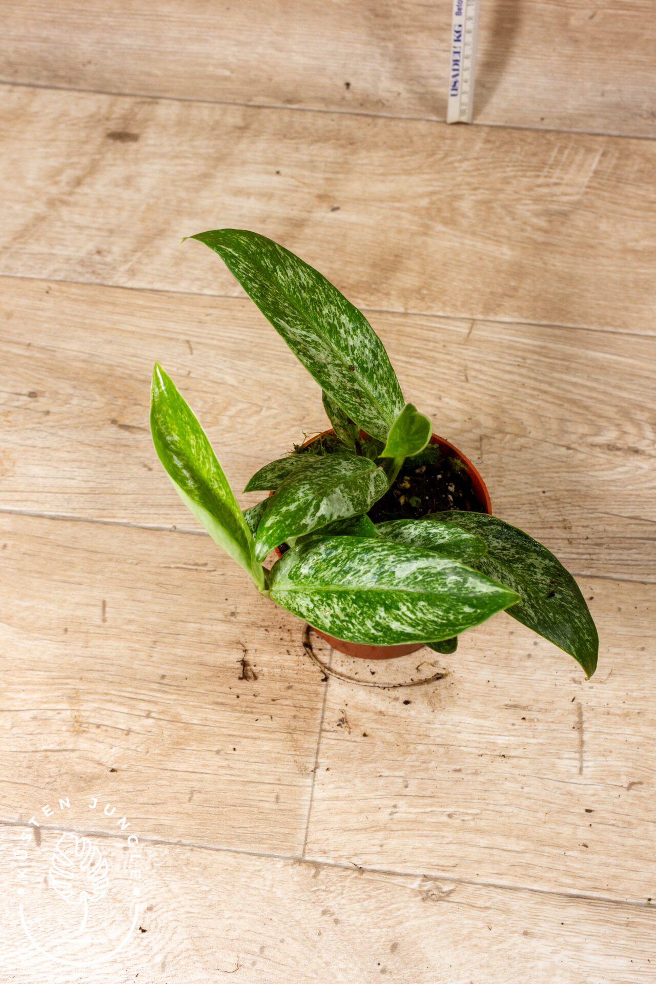 Rhaphidophora Elliptica Mint 001C WYSIWYG