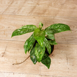 Rhaphidophora Elliptica Mint 002C WYSIWYG