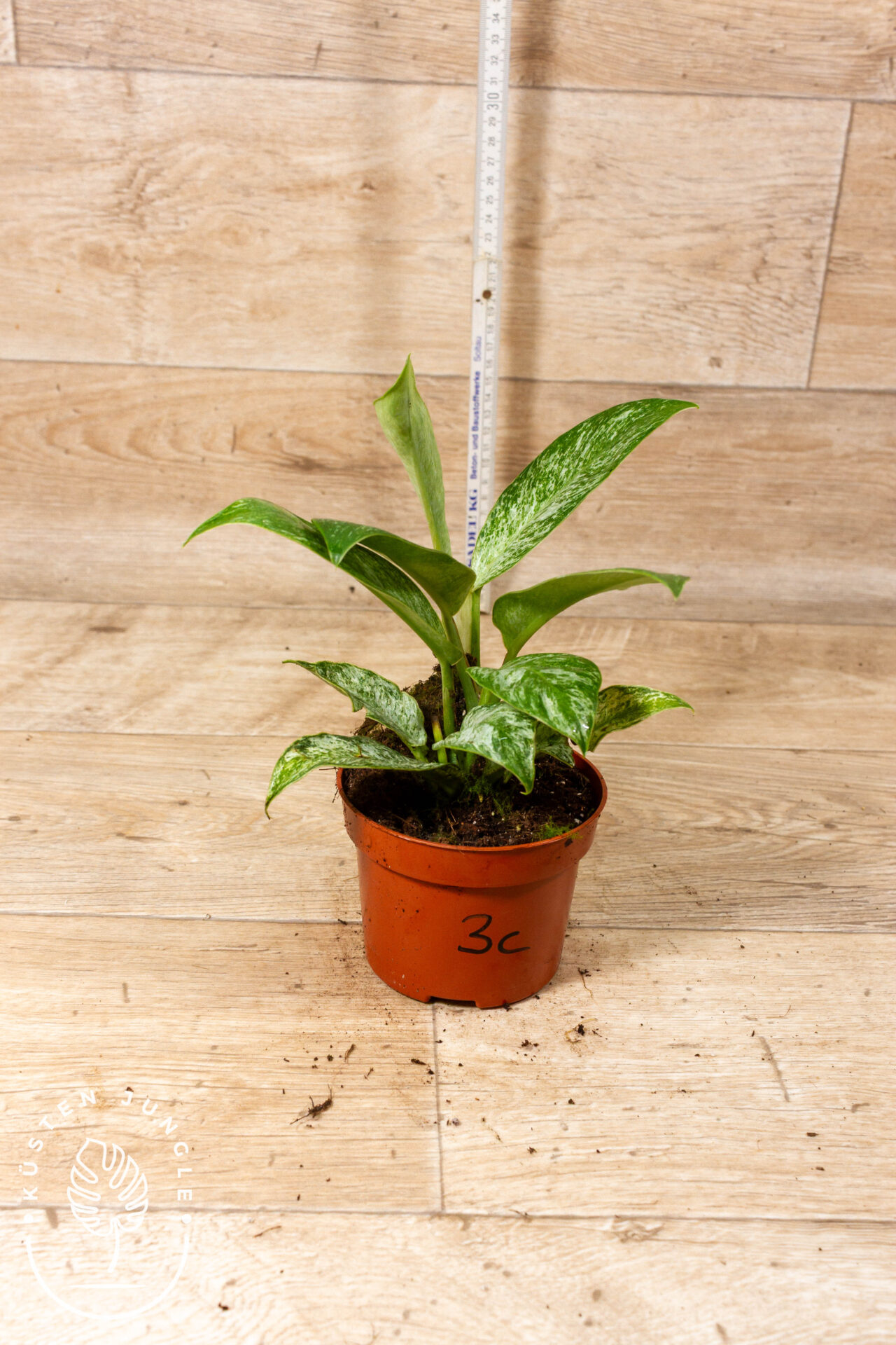 Rhaphidophora Elliptica Mint 003C WYSIWYG – Bild 2