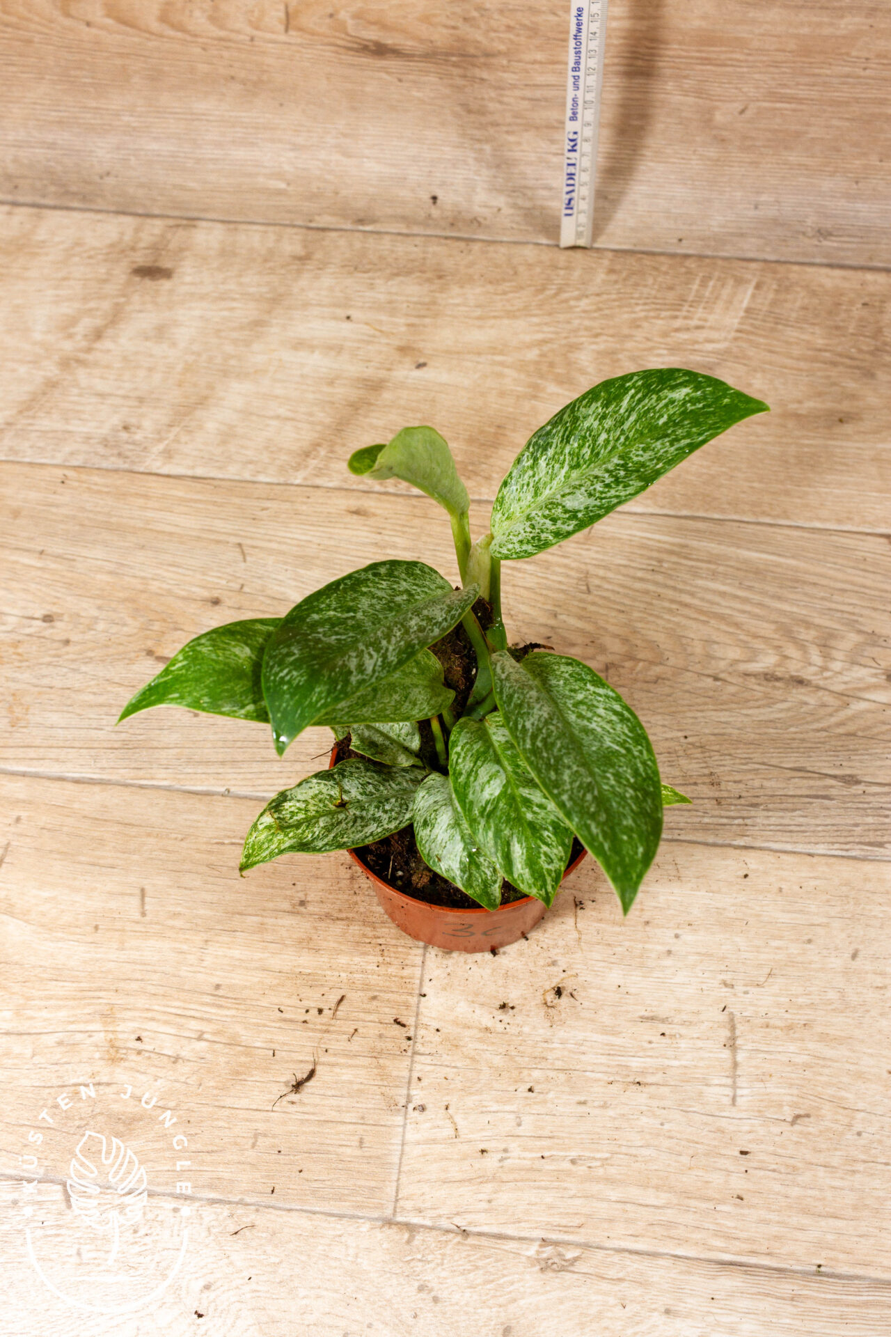 Rhaphidophora Elliptica Mint 003C WYSIWYG