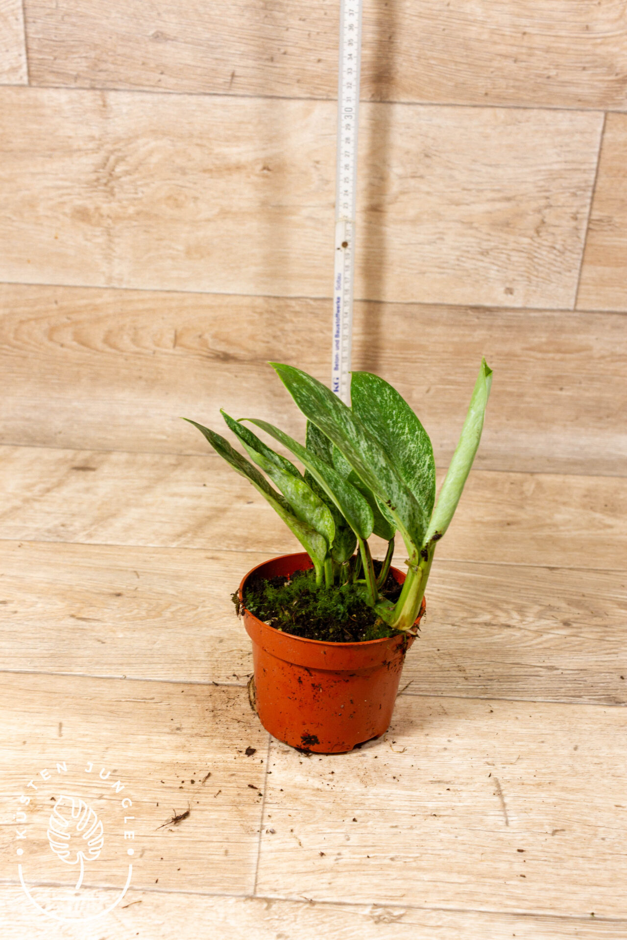 Rhaphidophora Elliptica Mint 004C WYSIWYG - Image 2