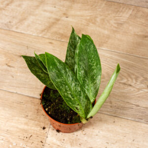 Rhaphidophora Elliptica Mint 004C WYSIWYG