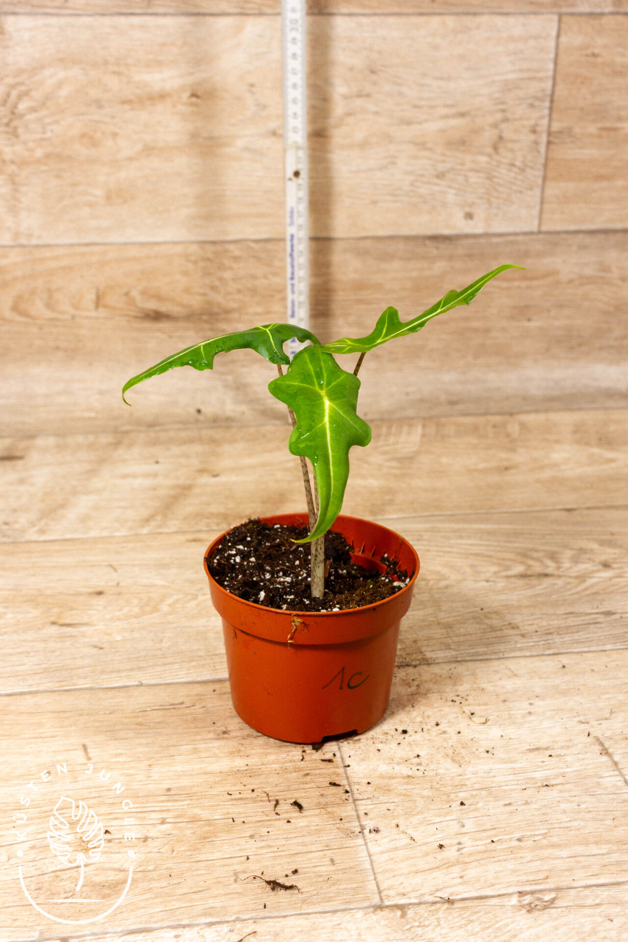 Alocasia portei 001C WYSIWYG - Image 2