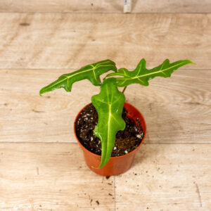 Alocasia portei 001C WYSIWYG