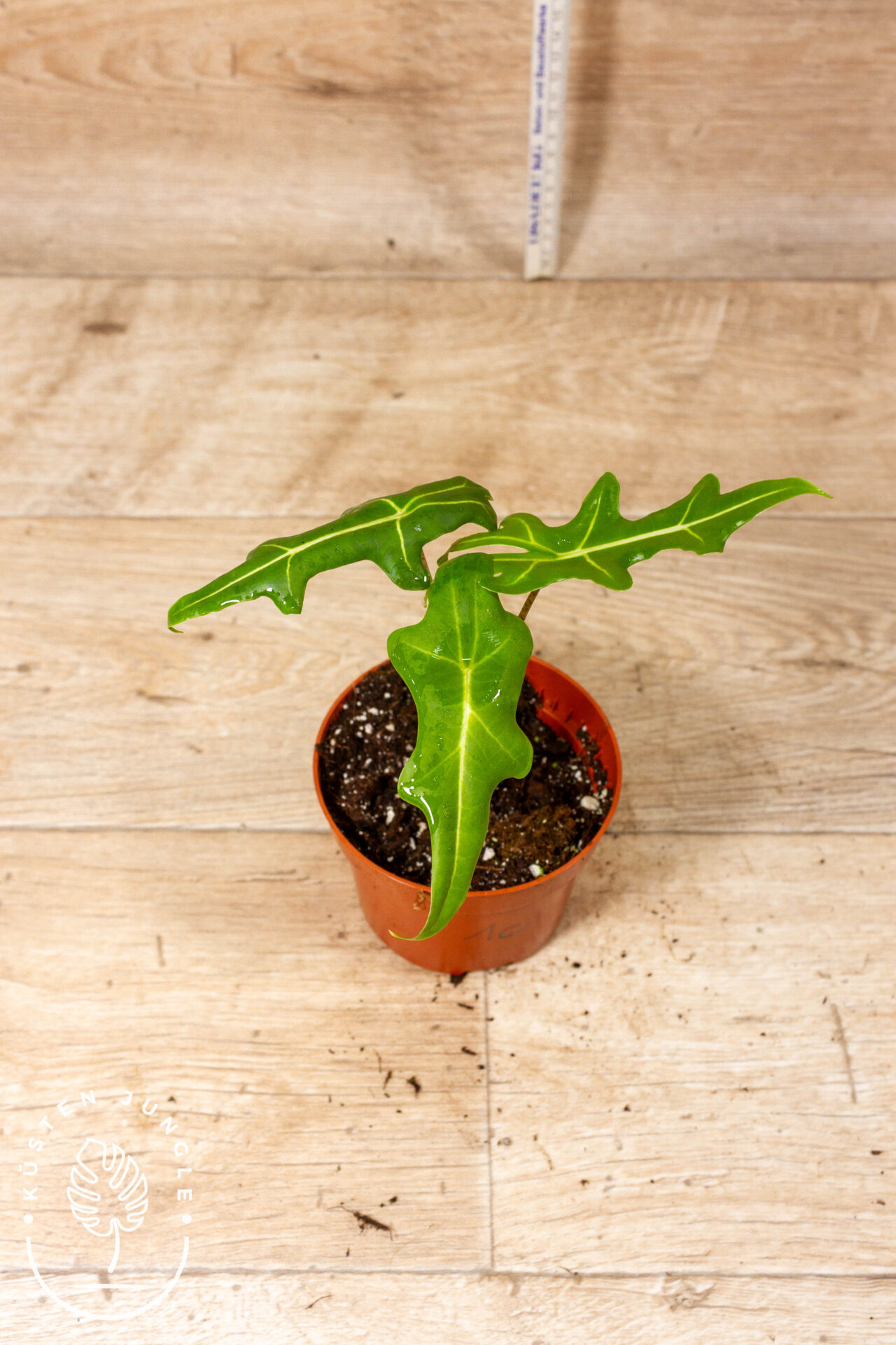 Alocasia portei 001C WYSIWYG