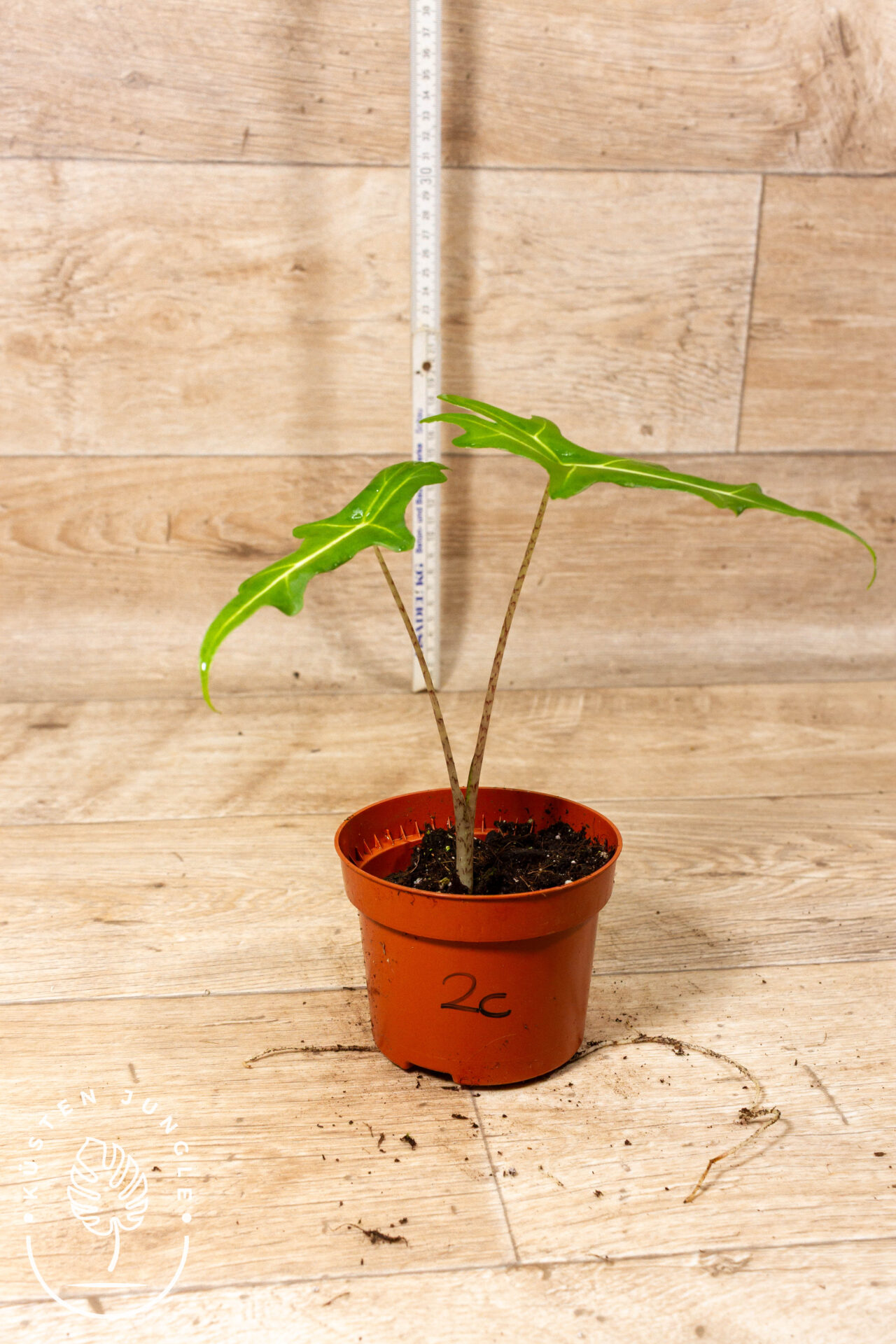 Alocasia portei 002C WYSIWYG - Image 2