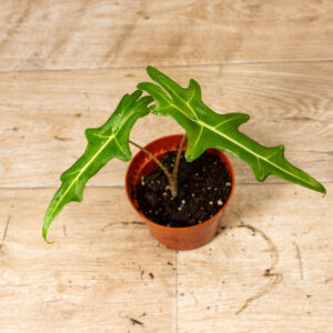 Alocasia portei 002C WYSIWYG