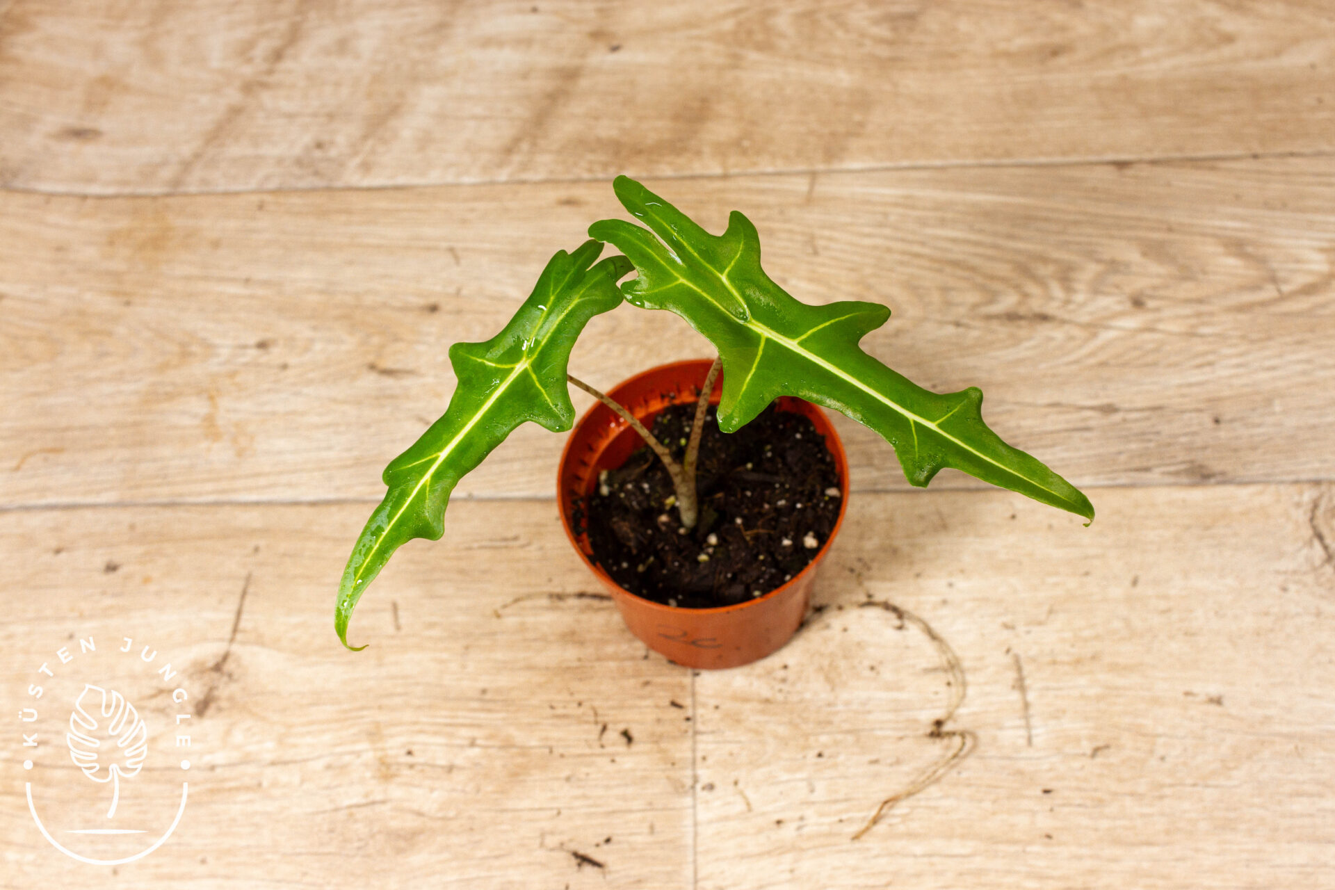 Alocasia portei 002C WYSIWYG