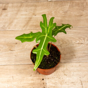 Alocasia portei 003C WYSIWYG