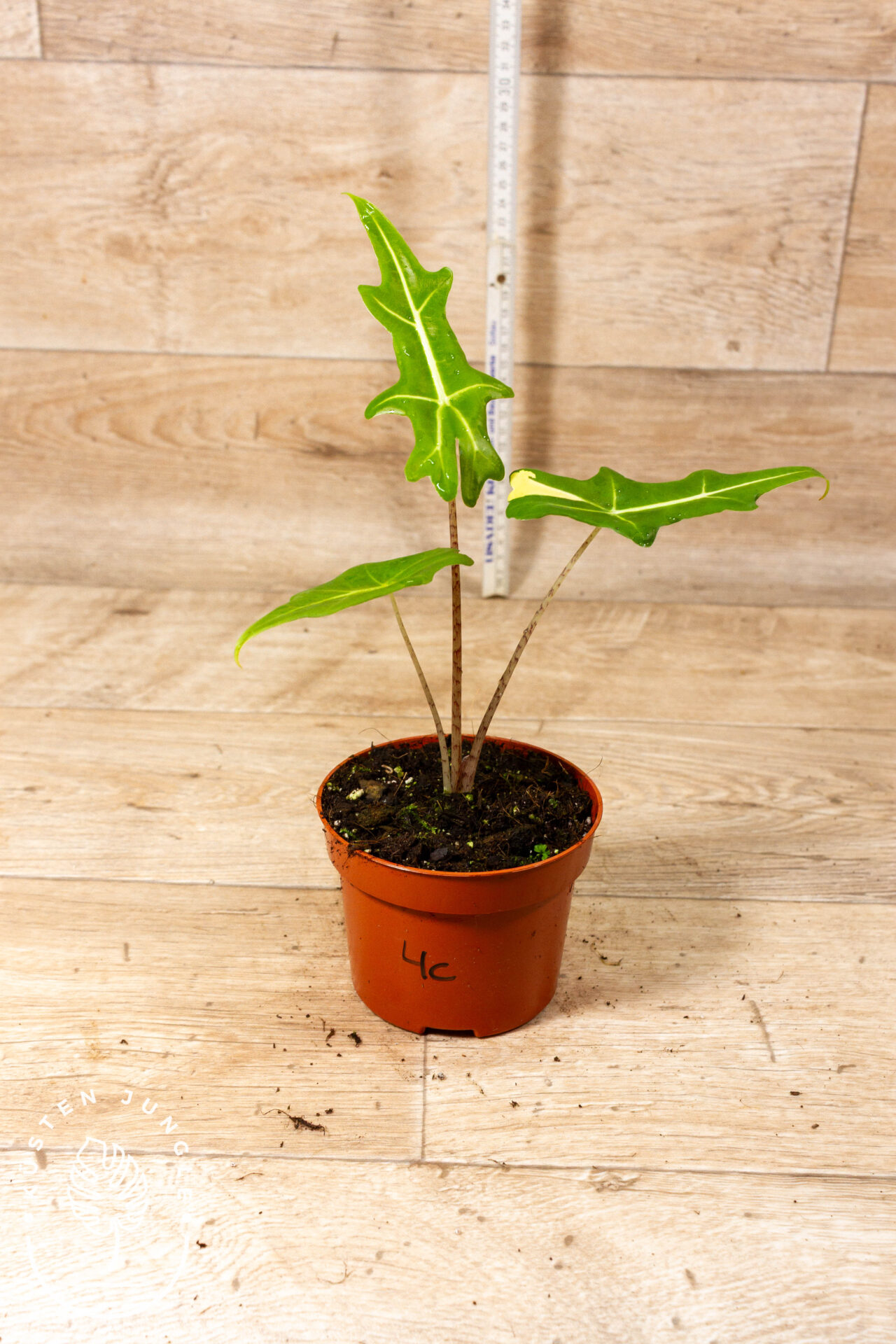 Alocasia portei 004C WYSIWYG (less variegation) - Image 2