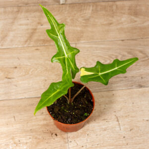 Alocasia portei 004C WYSIWYG (less variegation)