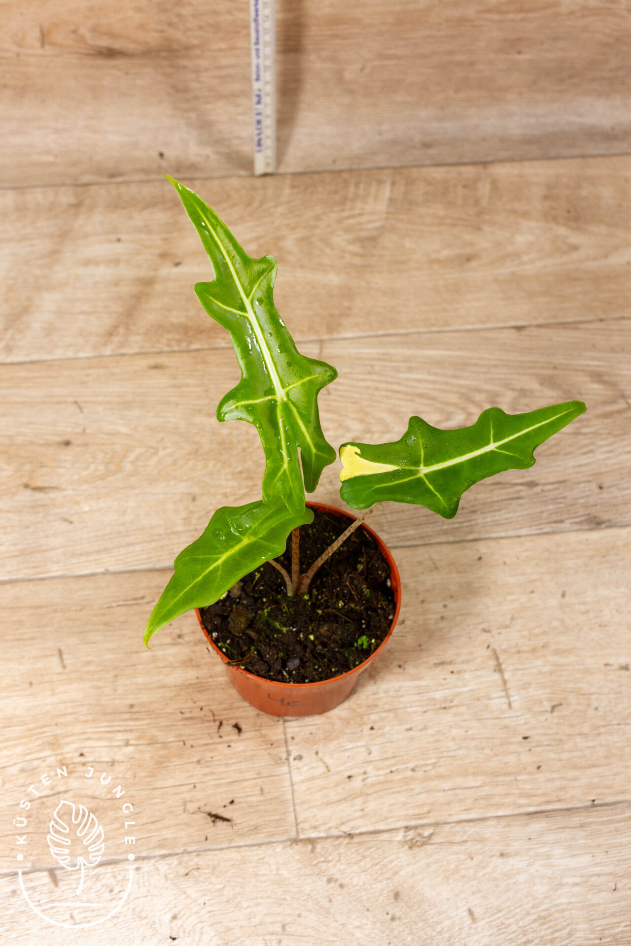 Alocasia portei 004C WYSIWYG (less variegation)