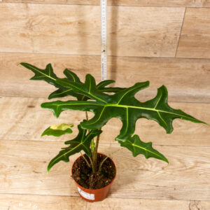 Alocasia portei 002 WYSIWYG (less variegation)