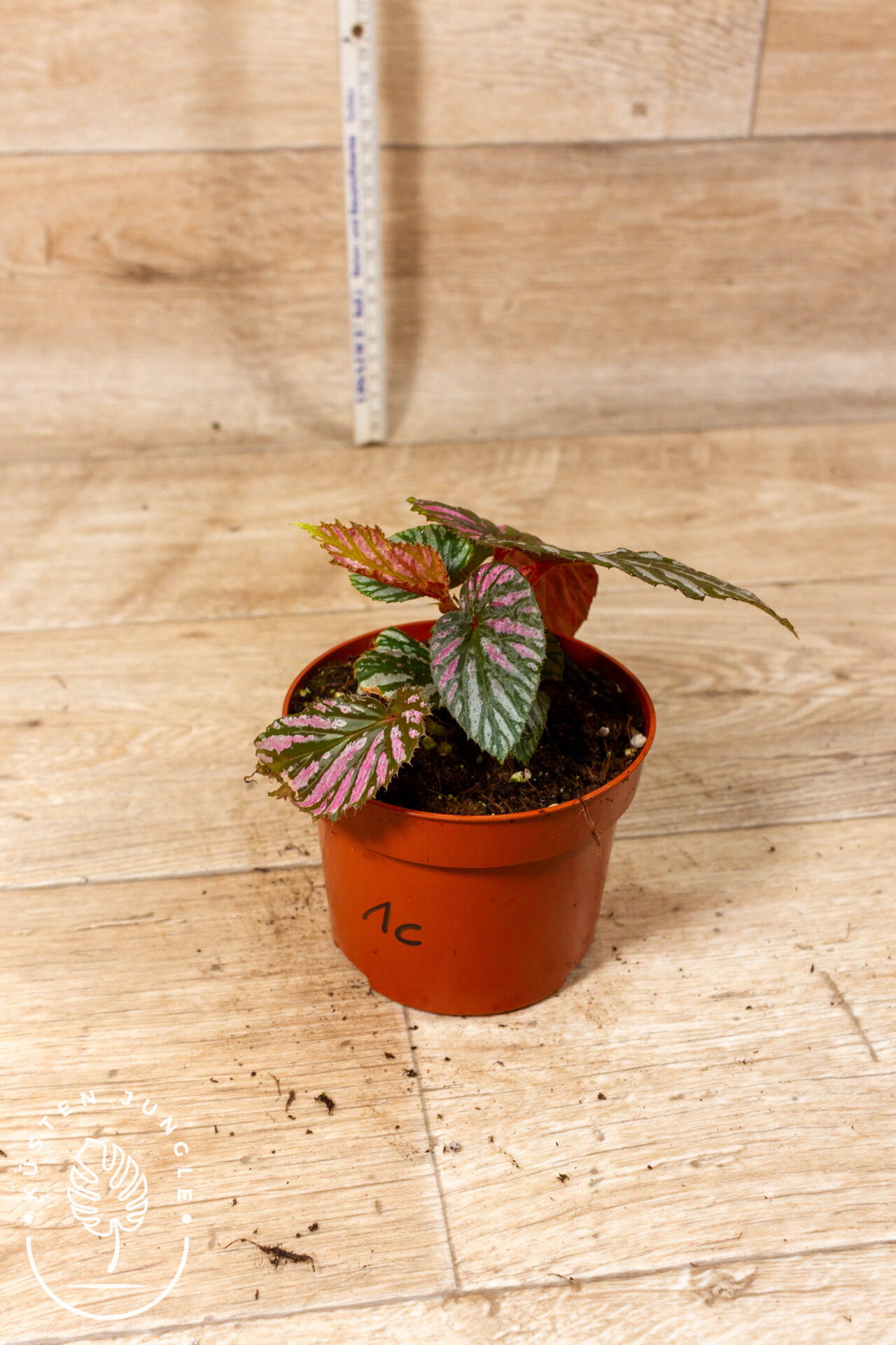 Begonia brevirimosa 001C WYSIWYG - Image 2