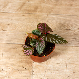 Begonia brevirimosa 001C WYSIWYG