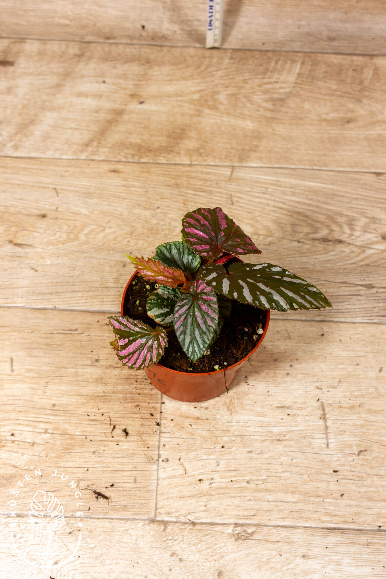 Begonia brevirimosa 001C WYSIWYG