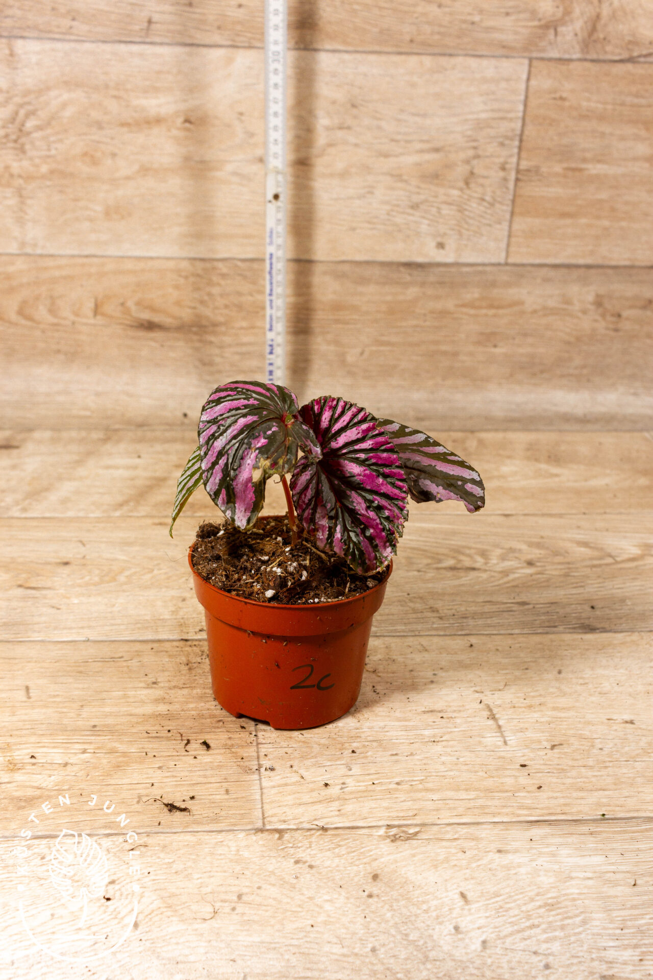 Begonia brevirimosa 002C WYSIWYG - Image 2