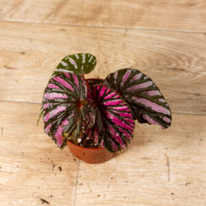 Begonia brevirimosa 002C WYSIWYG