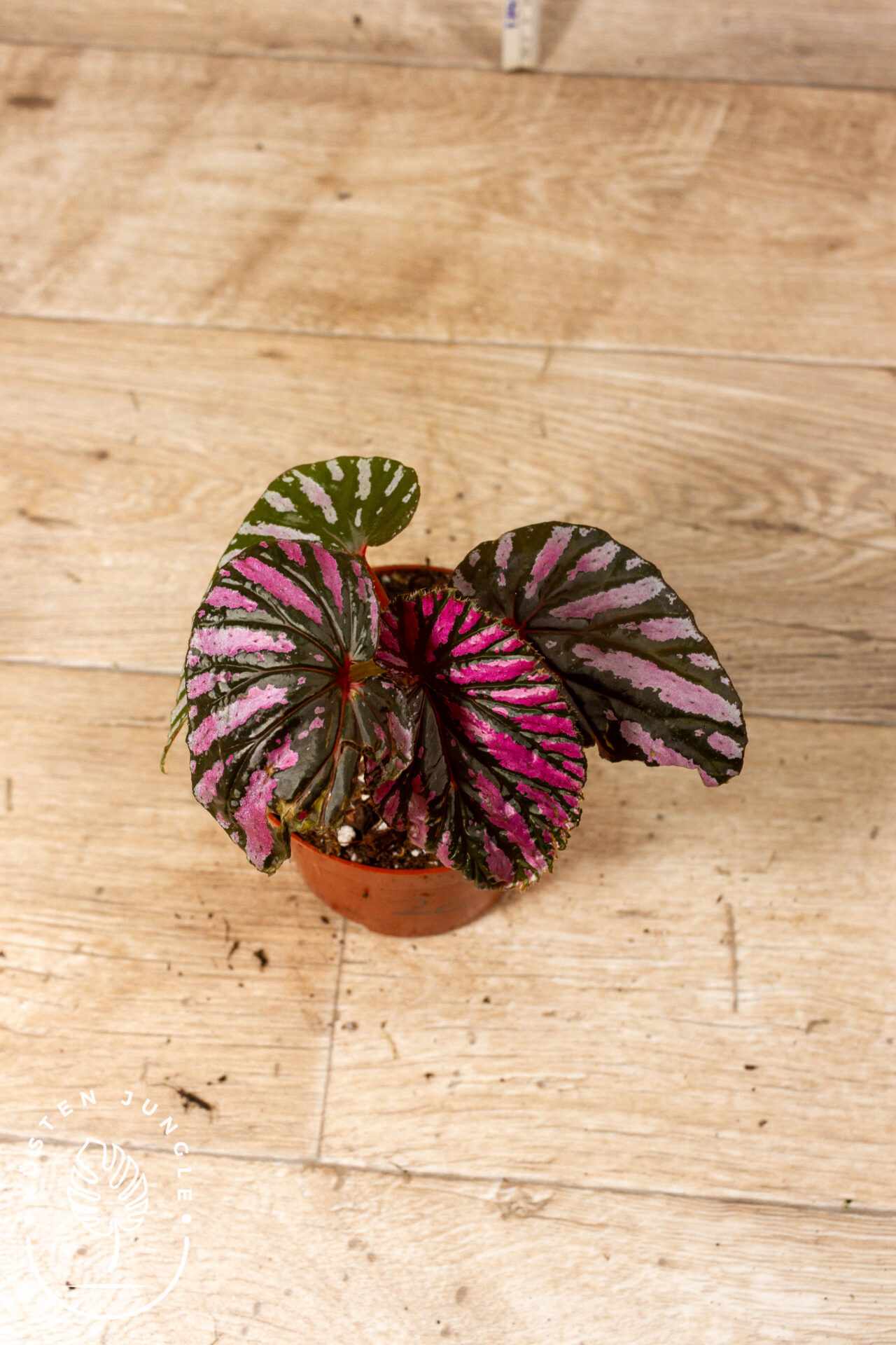 Begonia brevirimosa 002C WYSIWYG