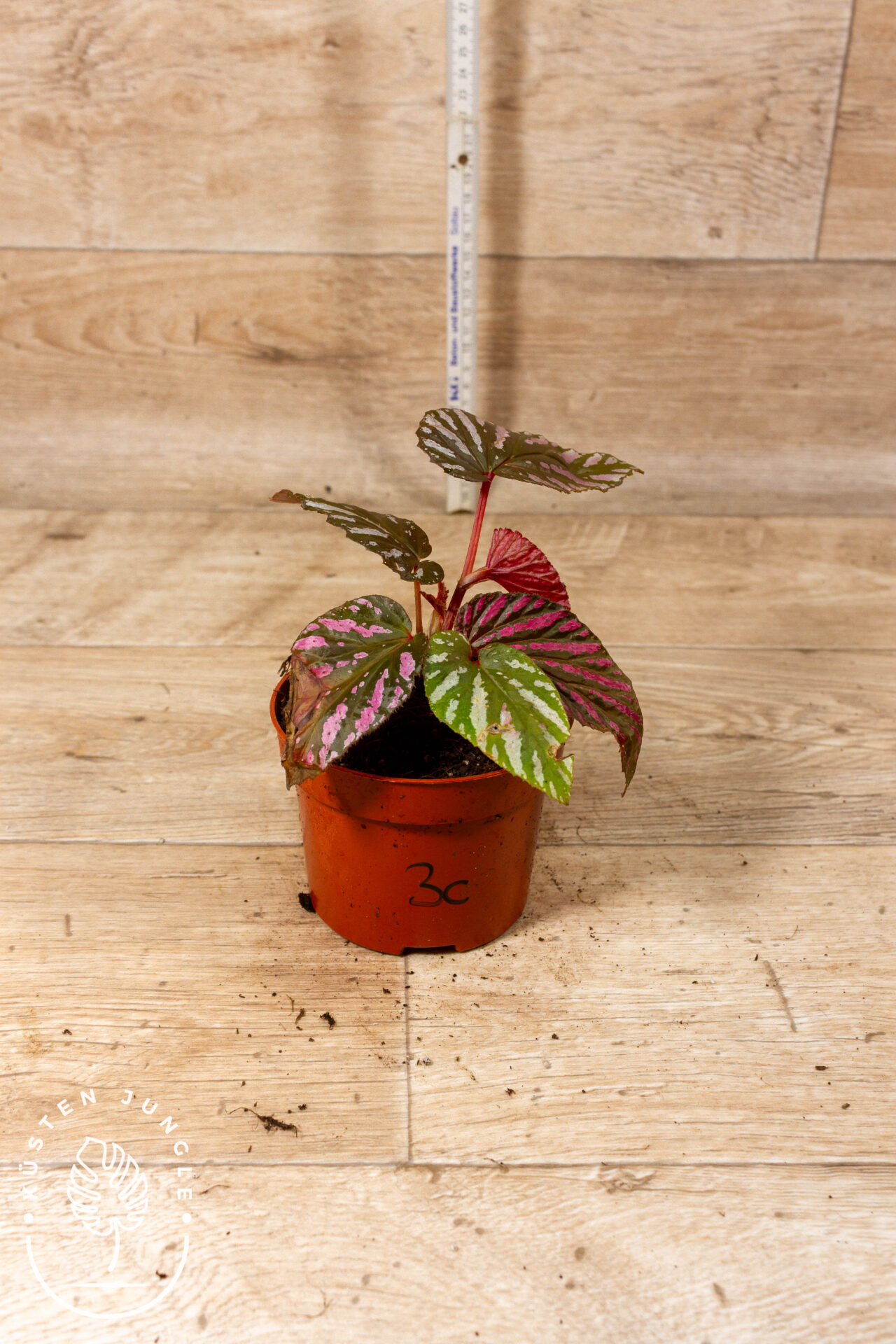 Begonia brevirimosa 003C WYSIWYG - Image 2