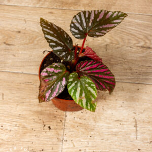 Begonia brevirimosa 003C WYSIWYG