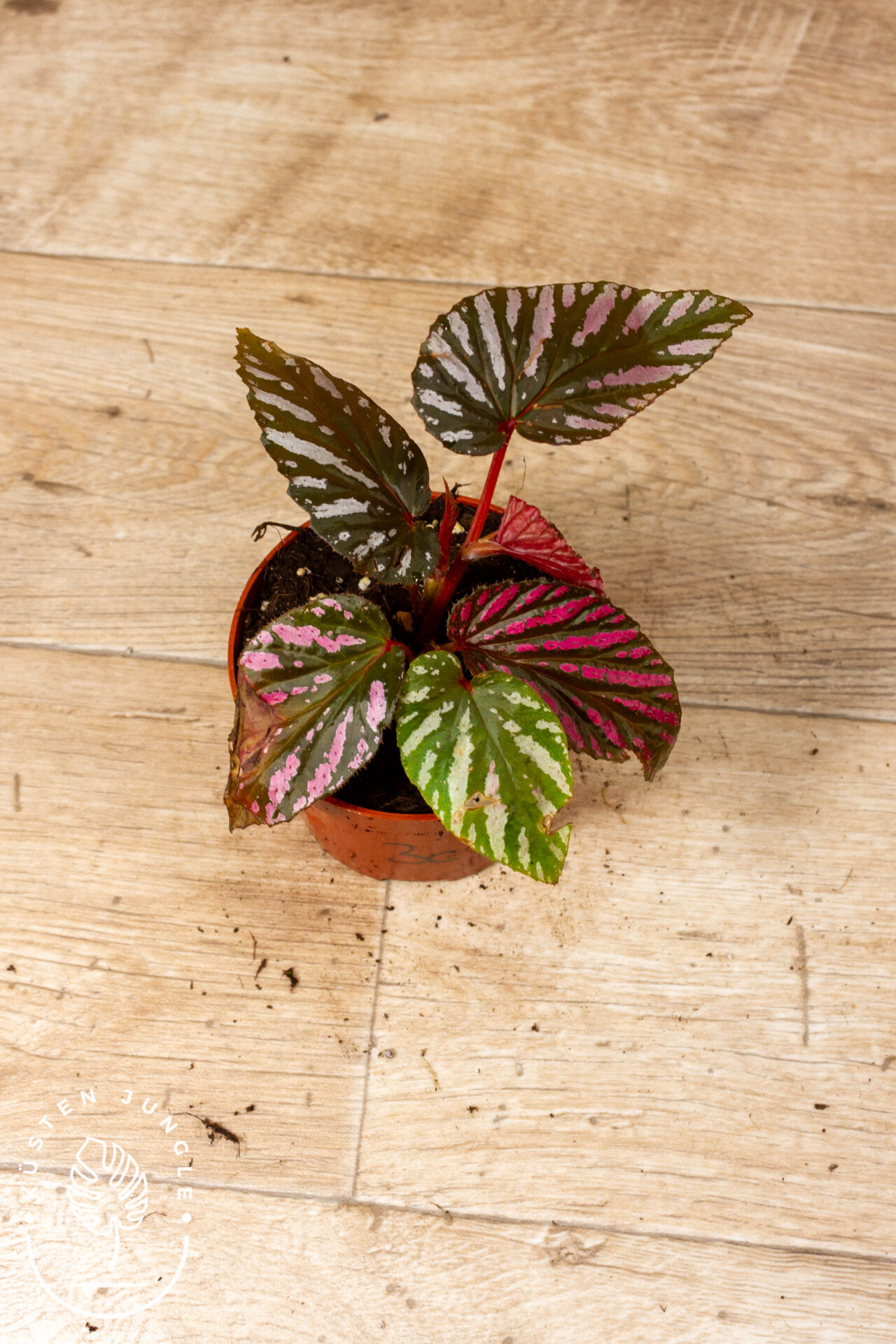 Begonia brevirimosa 003C WYSIWYG