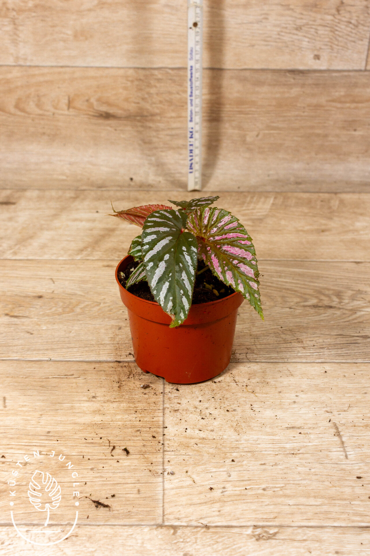 Begonia brevirimosa 004C WYSIWYG - Image 2