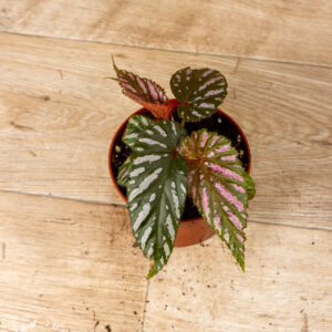 Begonia brevirimosa 004C WYSIWYG