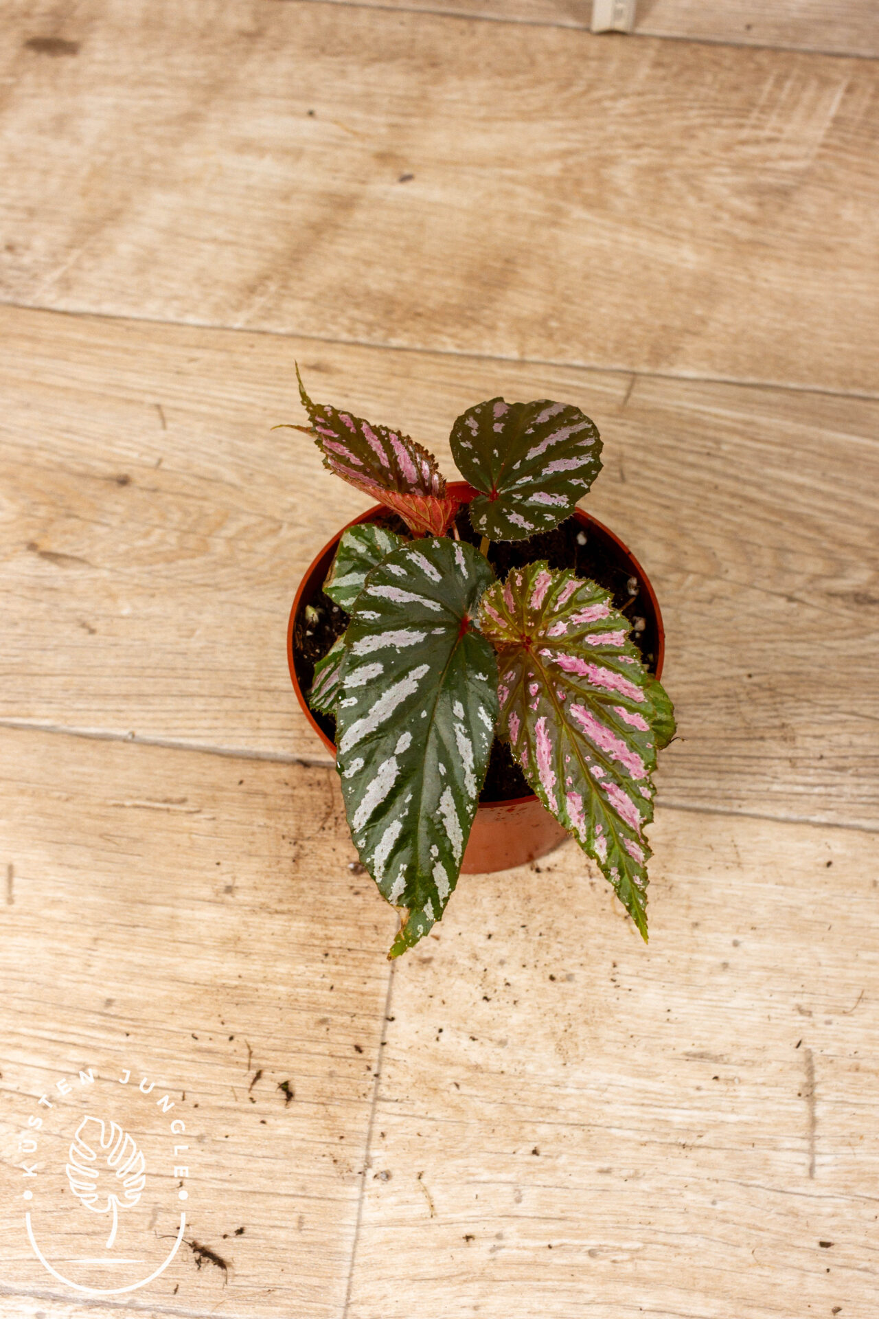 Begonia brevirimosa 004C WYSIWYG