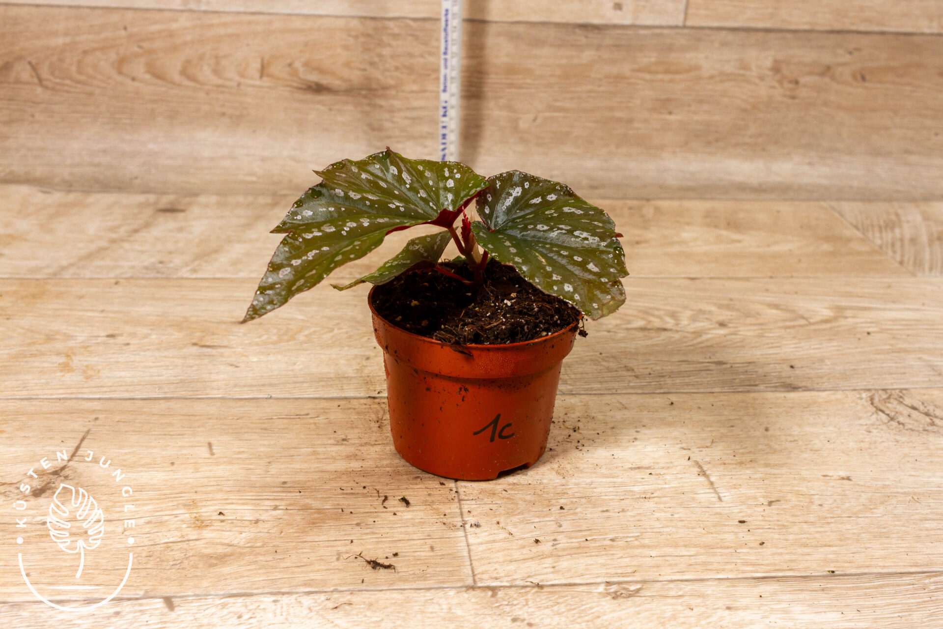 Begonia Aiai 001C WYSIWYG – Bild 2