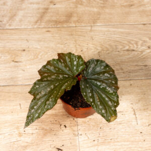 Begonia Aiai 001C WYSIWYG